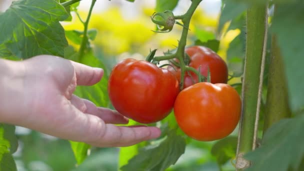 Hodowca Hodujący Świeże Dojrzałe Czerwone Pomidory Pomidory Ręce Zbierające Pomidory — Wideo stockowe
