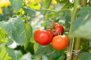 Serada yetişen güzel kırmızı domatesler. Çiftlikte domates yetişiyor. Domates hasadı. Sığ alan derinliği