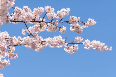 Pembe kiraz çiçeği (kiraz çiçeği, Japon çiçekli kiraz) Sakura ağacı üzerinde. Sakura çiçek temsilcisi Japon çiçek olur. Kış geçiş ana parçası. Herkes love.
