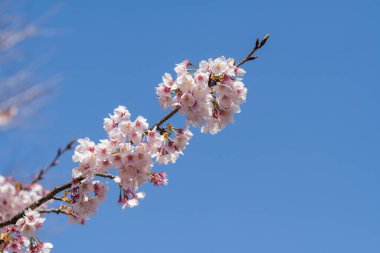 Pembe kiraz çiçeği (kiraz çiçeği, Japon çiçekli kiraz) Sakura ağacı üzerinde. Sakura çiçek temsilcisi Japon çiçek olur. Kış geçiş ana parçası. Herkes love.