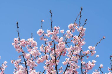 Pembe kiraz çiçeği (kiraz çiçeği, Japon çiçekli kiraz) Sakura ağacı üzerinde. Sakura çiçek temsilcisi Japon çiçek olur. Kış geçiş ana parçası. Herkes love.