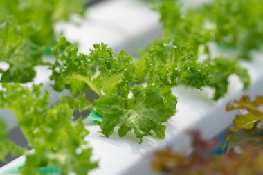 Hidroponik salata çiftliği yapraklı yeşillikler yetiştirir. Besin zengini su bitkileri besler, daha hızlı büyüme ve daha yüksek verim sağlar. Kontrollü çevre yıl boyunca taze, temiz ve sürdürülebilir üretim üretir.