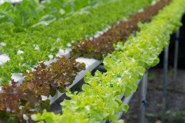 Hidroponik salata çiftliği yapraklı yeşillikler yetiştirir. Besin zengini su bitkileri besler, daha hızlı büyüme ve daha yüksek verim sağlar. Kontrollü çevre yıl boyunca taze, temiz ve sürdürülebilir üretim üretir.