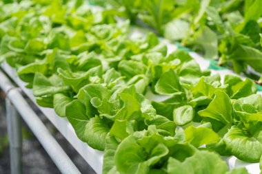 Hidroponik salata çiftliği yapraklı yeşillikler yetiştirir. Besin zengini su bitkileri besler, daha hızlı büyüme ve daha yüksek verim sağlar. Kontrollü çevre yıl boyunca taze, temiz ve sürdürülebilir üretim üretir.