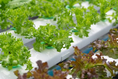 Hidroponik salata çiftliği yapraklı yeşillikler yetiştirir. Besin zengini su bitkileri besler, daha hızlı büyüme ve daha yüksek verim sağlar. Kontrollü çevre yıl boyunca taze, temiz ve sürdürülebilir üretim üretir.