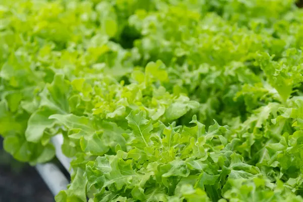 Hidroponik salata çiftliği yapraklı yeşillikler yetiştirir. Besin zengini su bitkileri besler, daha hızlı büyüme ve daha yüksek verim sağlar. Kontrollü çevre yıl boyunca taze, temiz ve sürdürülebilir üretim üretir.