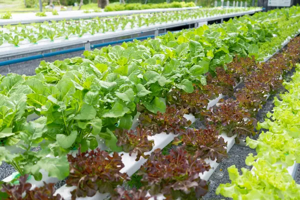 Hidroponik salata çiftliği yapraklı yeşillikler yetiştirir. Besin zengini su bitkileri besler, daha hızlı büyüme ve daha yüksek verim sağlar. Kontrollü ortam taze ve temiz üretir.