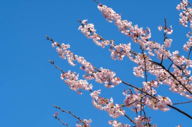 Pembe kiraz çiçeği (kiraz çiçeği, Japon çiçekli kiraz) Sakura ağacı üzerinde. Sakura çiçek temsilcisi Japon çiçek olur. Kış geçiş ana parçası. Herkes love.
