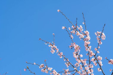 Pembe kiraz çiçeği (kiraz çiçeği, Japon çiçekli kiraz) Sakura ağacı üzerinde. Sakura çiçek temsilcisi Japon çiçek olur. Kış geçiş ana parçası. Herkes love.