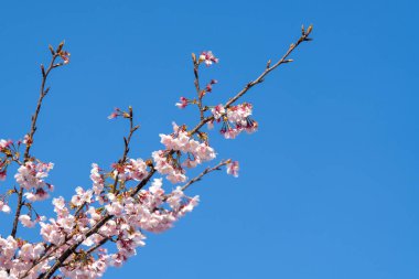 Pembe kiraz çiçeği (kiraz çiçeği, Japon çiçekli kiraz) Sakura ağacı üzerinde. Sakura çiçek temsilcisi Japon çiçek olur. Kış geçiş ana parçası. Herkes love.