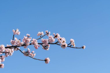 Pembe kiraz çiçeği (kiraz çiçeği, Japon çiçekli kiraz) Sakura ağacı üzerinde. Sakura çiçek temsilcisi Japon çiçek olur. Kış geçiş ana parçası. Herkes love.