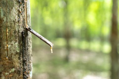 Plastik ağaç (Hevea brasiliensis) üretimi hızlandırmak için etilen gazı kullanarak lateks üretir. Süt gibi lateksler eldivenlere, prezervatiflere, lastiklere, lastiklere taşınır. 