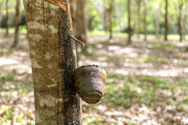 Plastik ağaç (Hevea brasiliensis) üretimi hızlandırmak için etilen gazı kullanarak lateks üretir. Süt gibi lateksler eldivenlere, prezervatiflere, lastiklere, lastiklere taşınır. 