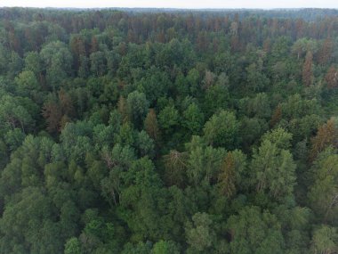 Morning Mist: Kuzey Avrupa 'da Gündoğumunda Büyüleyici Orman Manzarası