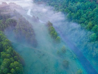 Serene Sunrise: Kuzey Avrupa 'da yaz sabahı sisli ağaçlarla dolu yemyeşil bir manzara