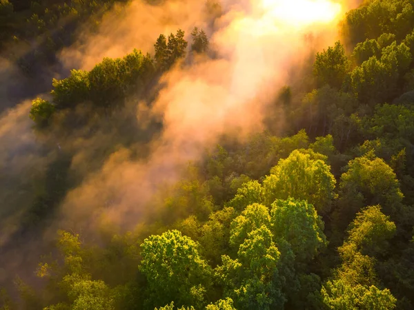 Enchanteur Sunrise Brume Sur Forêt Majestueuse Europe Nord — Photo