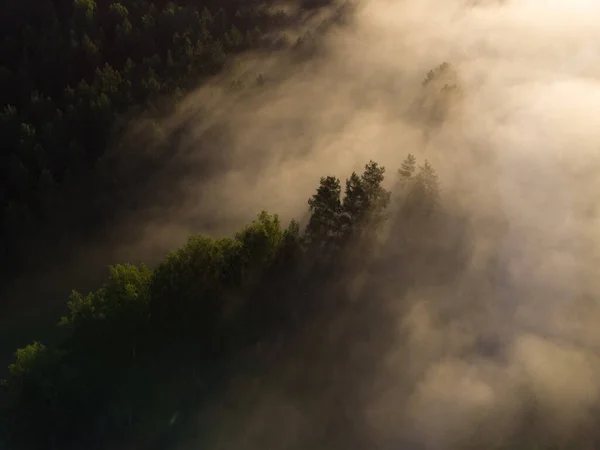 Чарующий Туман Восхода Солнца Над Величественным Лесом Северной Европе — стоковое фото