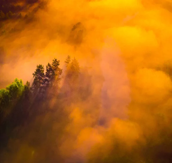 Чарующий Туман Восхода Солнца Над Величественным Лесом Северной Европе — стоковое фото