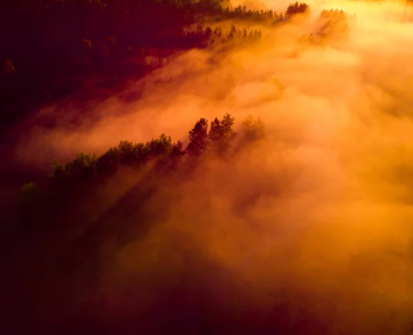 Encantador Sunrise Mist Majestic Forest Norte Europa — Fotografia de Stock