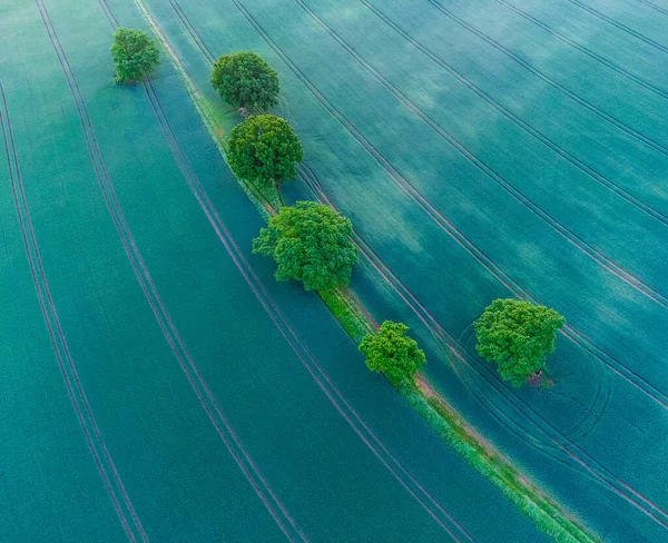 Serene Zonsopgang Een Weelderig Groen Landschap Met Mistige Bomen Zomerochtend — Stockfoto