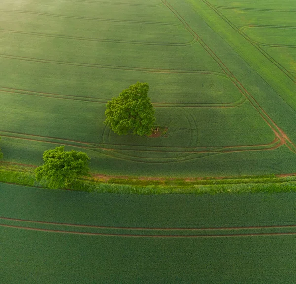 Mystieke Zonsopgang Drone Uitzicht Weelderig Groen Landschap Van Noord Europa — Stockfoto