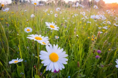 Serene Blooms: Kuzey Avrupa 'da Çayırda Dans Eden Beyaz Papatya Çiçekleri