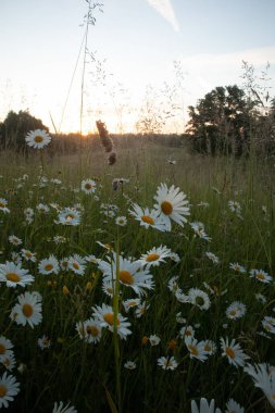 Serene Blooms: Kuzey Avrupa 'da Çayırda Dans Eden Beyaz Papatya Çiçekleri