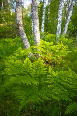 Doğa Senfonisi: Serene Fern Kuzey Avrupa 'daki Büyüleyici Ormanda Yakın Çekim Yaptı