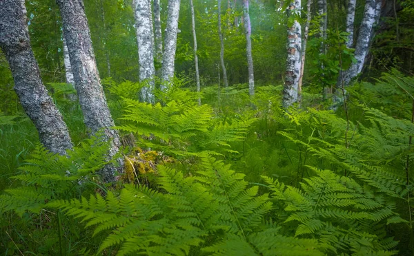 Nature Symphony Serene Fern Leaves Closeup Enchanting Forest Northern Europe — Stock Photo, Image