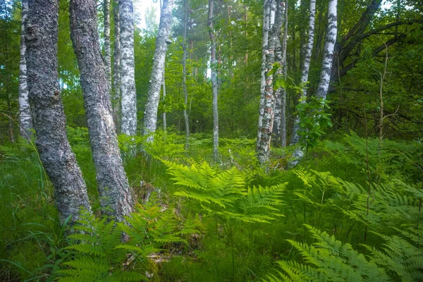 Természet Szimfóniája Serene Fern Szorosan Követi Észak Európai Varázslatos Erdőt — Stock Fotó
