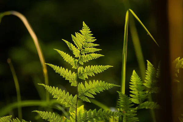 Nature Symphony Serene Fern Leaves Primer Plano Encantador Bosque Del —  Fotos de Stock