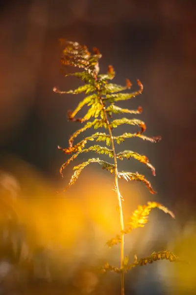 Natures Symphony Serene Fern Leaves Closeup Enchanting Forest Northern Europe — 스톡 사진