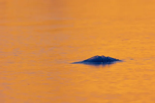 stock image Frozen Symphony: Majestic Ice Formation on Winter's River in Northern Europe