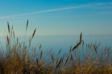 Kıyı Senfonisi: Baltık Kumları 'nda çimenler yeşeriyor. Baltık Denizi 'nde Çimen