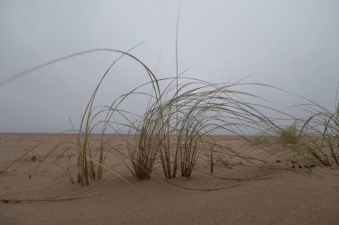Kıyı Senfonisi: Baltık Kumları 'nda çimenler yeşeriyor. Baltık Denizi 'nde Çimen