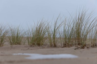 Kıyı Senfonisi: Baltık Kumları 'nda çimenler yeşeriyor. Baltık Denizi 'nde Çimen