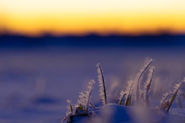 Frosty Dawn: Kuzey Avrupa 'da Doğanın Buz Kucaklaması