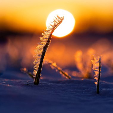 Frosty Dawn: Kuzey Avrupa 'da Doğanın Buz Kucaklaması