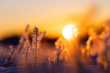 Frosty Dawn: Kuzey Avrupa 'da Doğanın Buz Kucaklaması