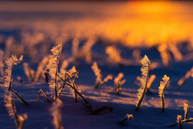 Frosty Dawn: Kuzey Avrupa 'da Doğanın Buz Kucaklaması