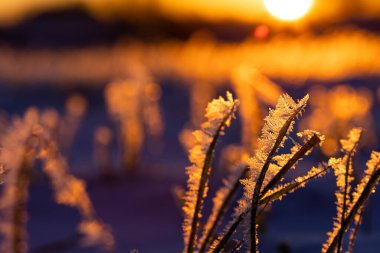 Frosty Dawn: Kuzey Avrupa 'da Doğanın Buz Kucaklaması