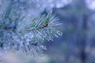 Doğanın Yağmurla Öpülen Mücevherleri: Kuzey Avrupa 'da Baharın başlarında Parlayan Çam İğneleri