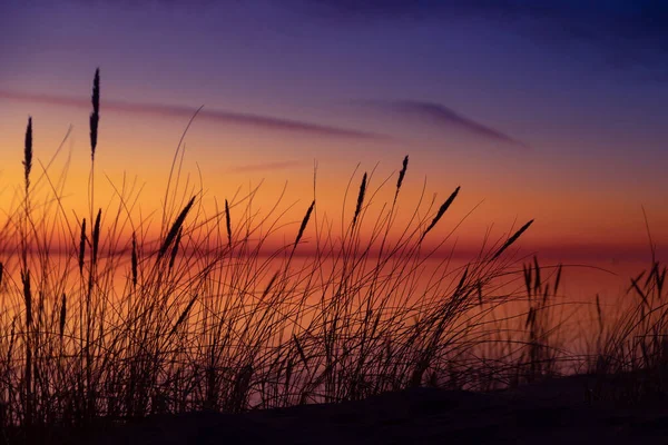 stock image Golden Horizon: Baltic Sea Beach Basking in Sunset's Glow. Northern Europe scenery.
