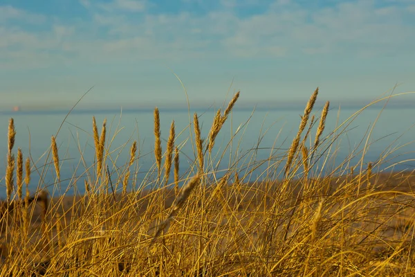 Прибрежная Симфония Балтийских Песках Полыхает Грасс Трава Балтийском Море — стоковое фото
