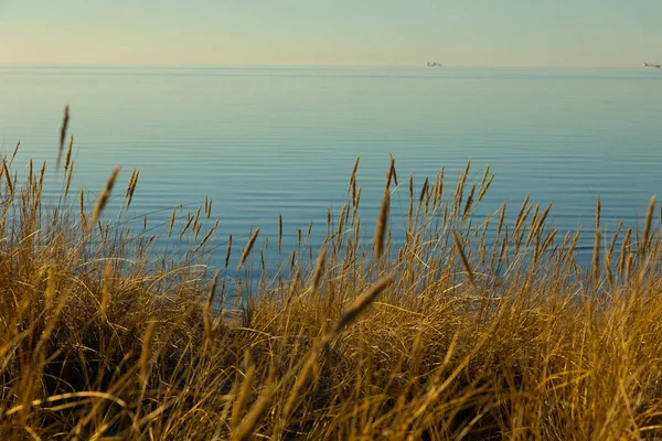 Küstensymphonie Gras Blüht Ostseesand Gras Der Ostsee — Stockfoto