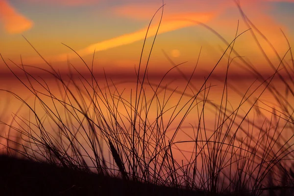 stock image Coastal Symphony: Grass Flourishing on Baltic Sands. Grass at the Baltic Sea