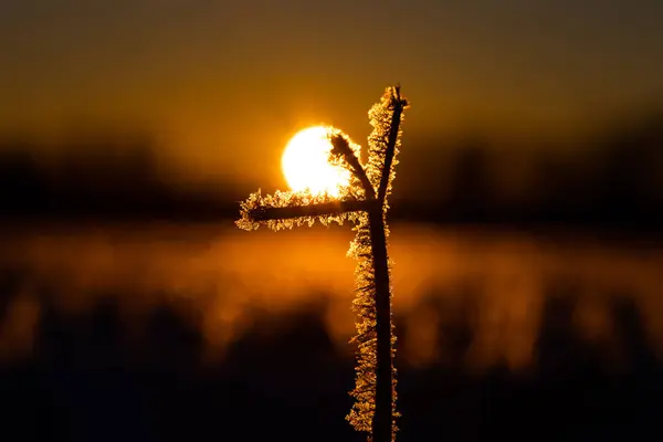 冬の別れ 北ヨーロッパの初春に起こる繊細な冷凍植物 — ストック写真
