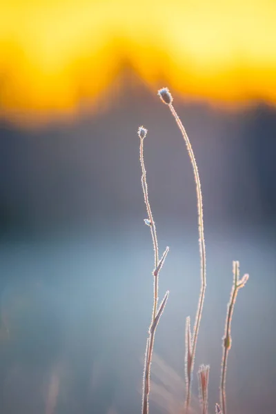 Sussurro Congelado Outono Prados Abraçando Chegada Inverno Norte Europa — Fotografia de Stock