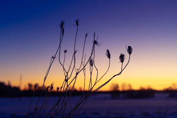 秋の冷凍ウィスパー 北ヨーロッパへの冬の到来を受け入れるメドウズ — ストック写真