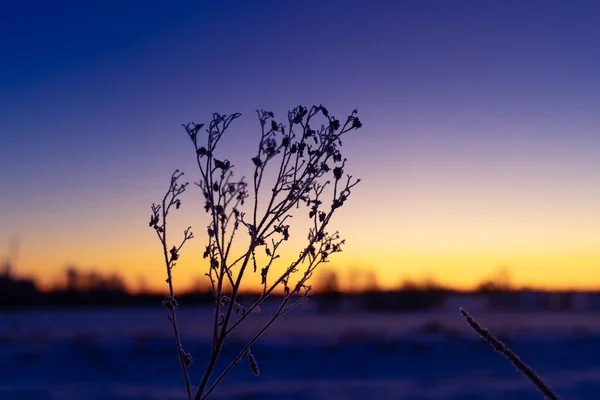 Осінь Заморожена Свистка Луки Приїжджають Північної Європи — стокове фото